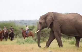 Botswana - Limpopo Dalen