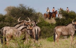 Botswana - Limpopo Dalen