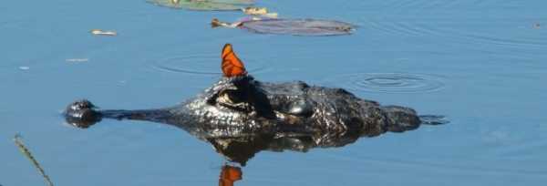 Brasilien - Pantanal Oplevelser teaser