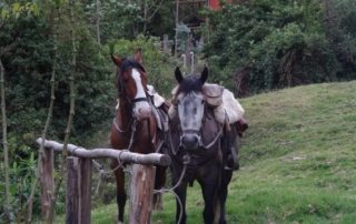 Ecuador - Hacienda Zuleta