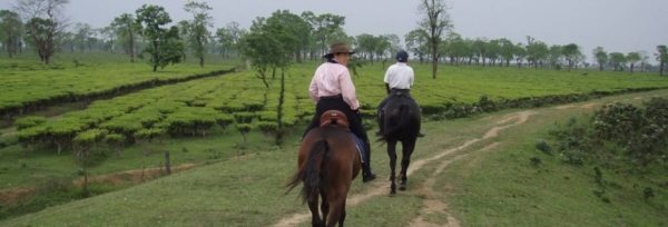 Indien - Assam teaser