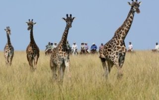 Kenya - Masai Mara