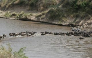 Kenya - Masai Mara