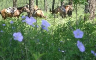 Mongoliet - Steppe Ridt