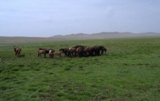 Mongoliet - Steppe Ridt