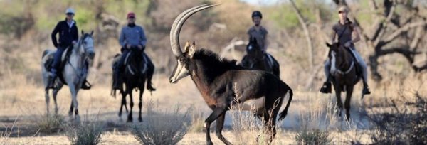 Namibia - Okapuka teaser