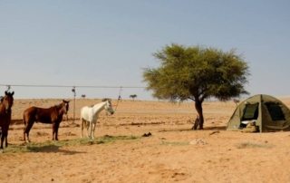 Namibia – Namib Ørkenen