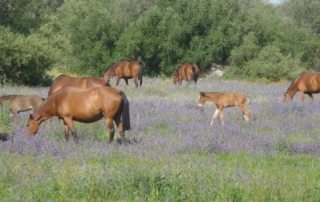 Portugal – Alentejo Ridt