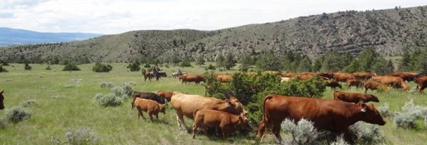 USA, Montana - Hidden Hollow Hideaway