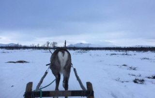 Sverige - Laplands Oplevelser