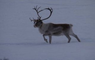 Sverige - Laplands Oplevelser