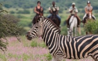 Sydafrika & Botswana – Afrika Explorer teaser