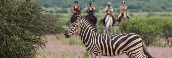 Sydafrika & Botswana – Afrika Explorer teaser