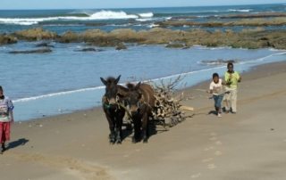 Sydafrika - Wild Coast