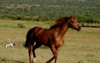 Tanzania - Kaskazi