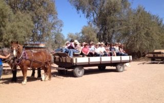 USA Arizona – White Stallion