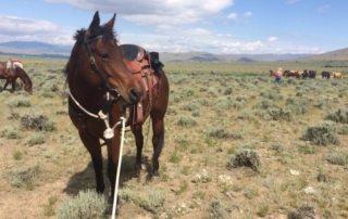 USA, Montana - Rocking Z