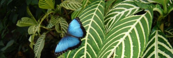 Costa Rica – Vildmarksridt teaser