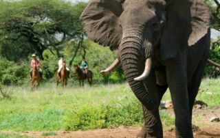 Kenya - Ol Donyo Lodge