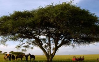 Kenya - Ol Donyo Lodge