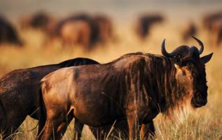 Namibia – Kambaku Lodge