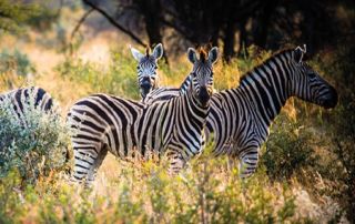 Namibia – Kambaku Lodge