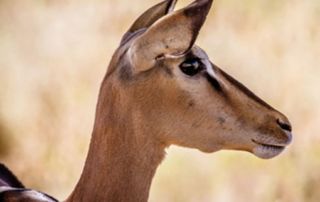Namibia – Kambaku Lodge