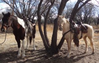 SA Arizona - Tombstone Ranch