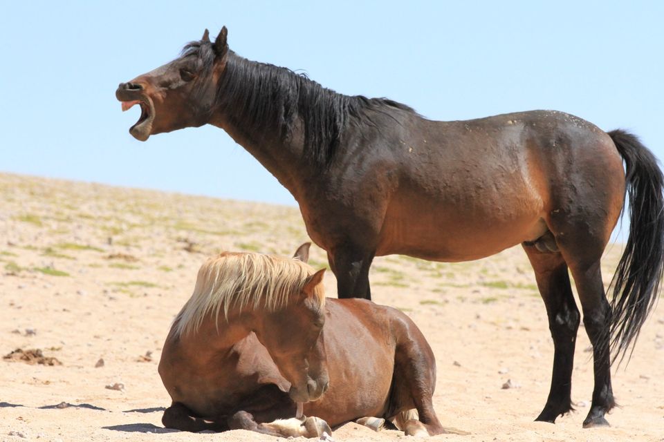 Namibia Ørken heste