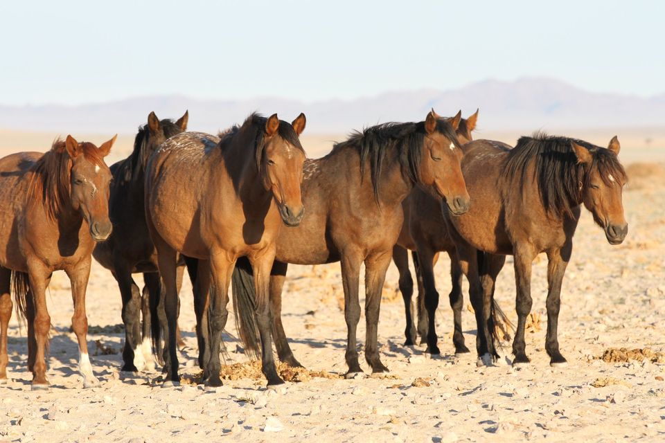 Namibia Ørken heste