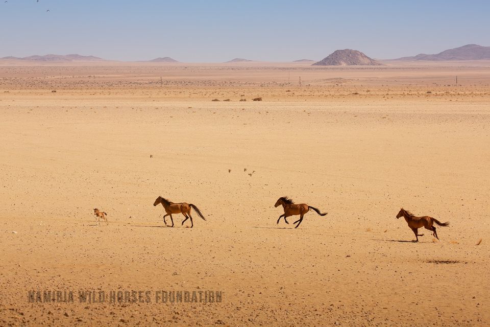 Namibia Ørken heste