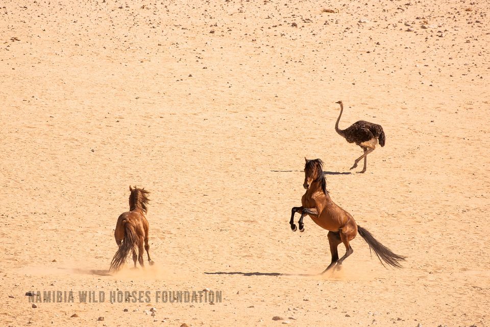 Namibia Ørken heste