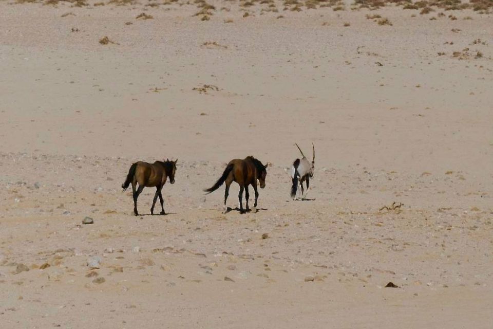 Namibia Ørken heste