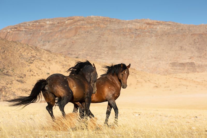 Namibia Ørken heste