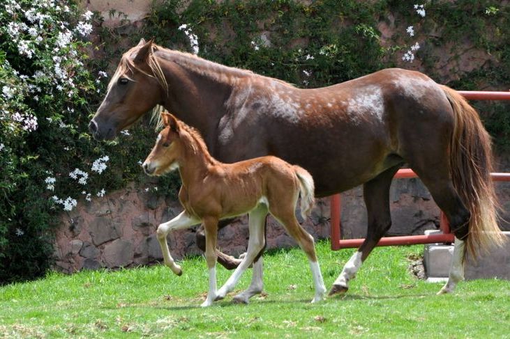 Peru heste