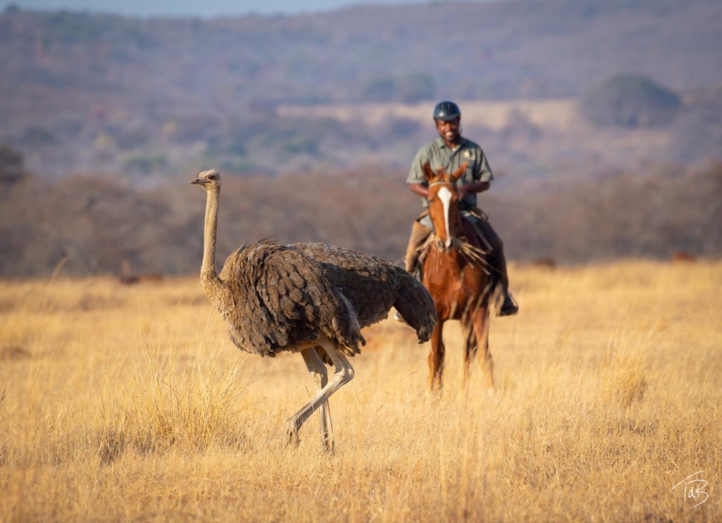 Rideferie Sydafrika