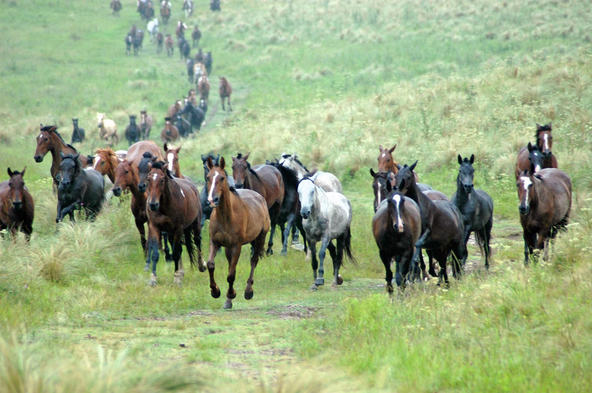 Rideferie Argentina