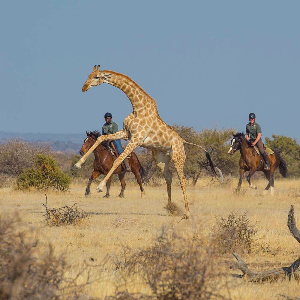 Rideferie Sydafrika