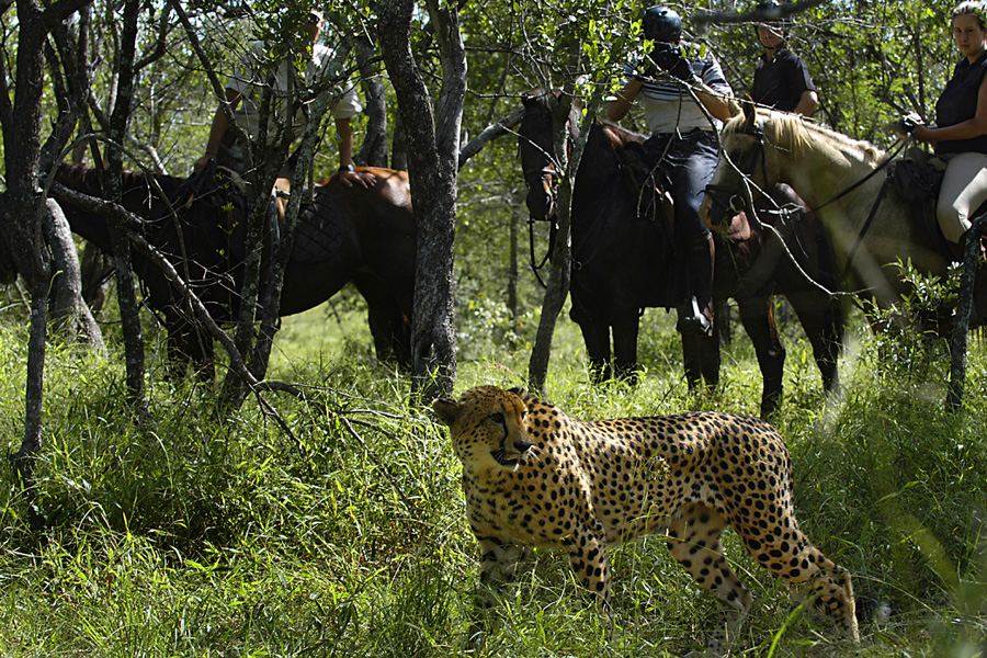 Rideferie Sydafrika