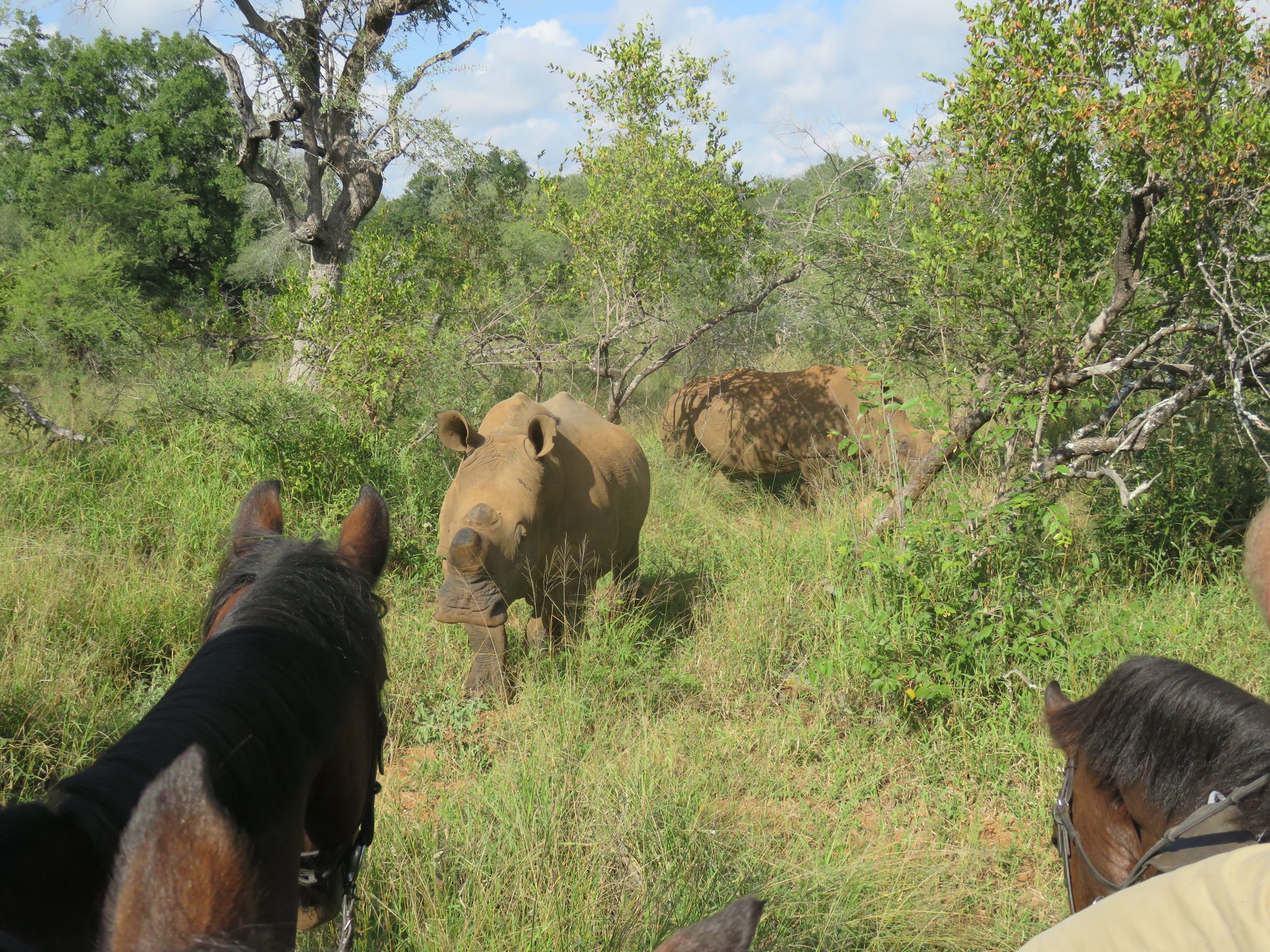 Rideferie Sydafrika