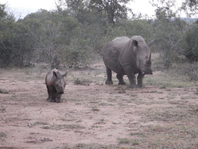 Rideferie Afrika