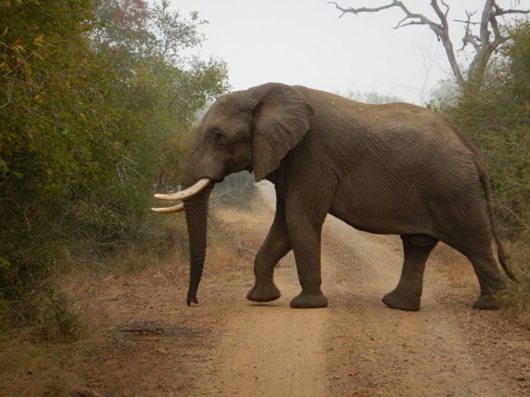 Rideferie Afrika