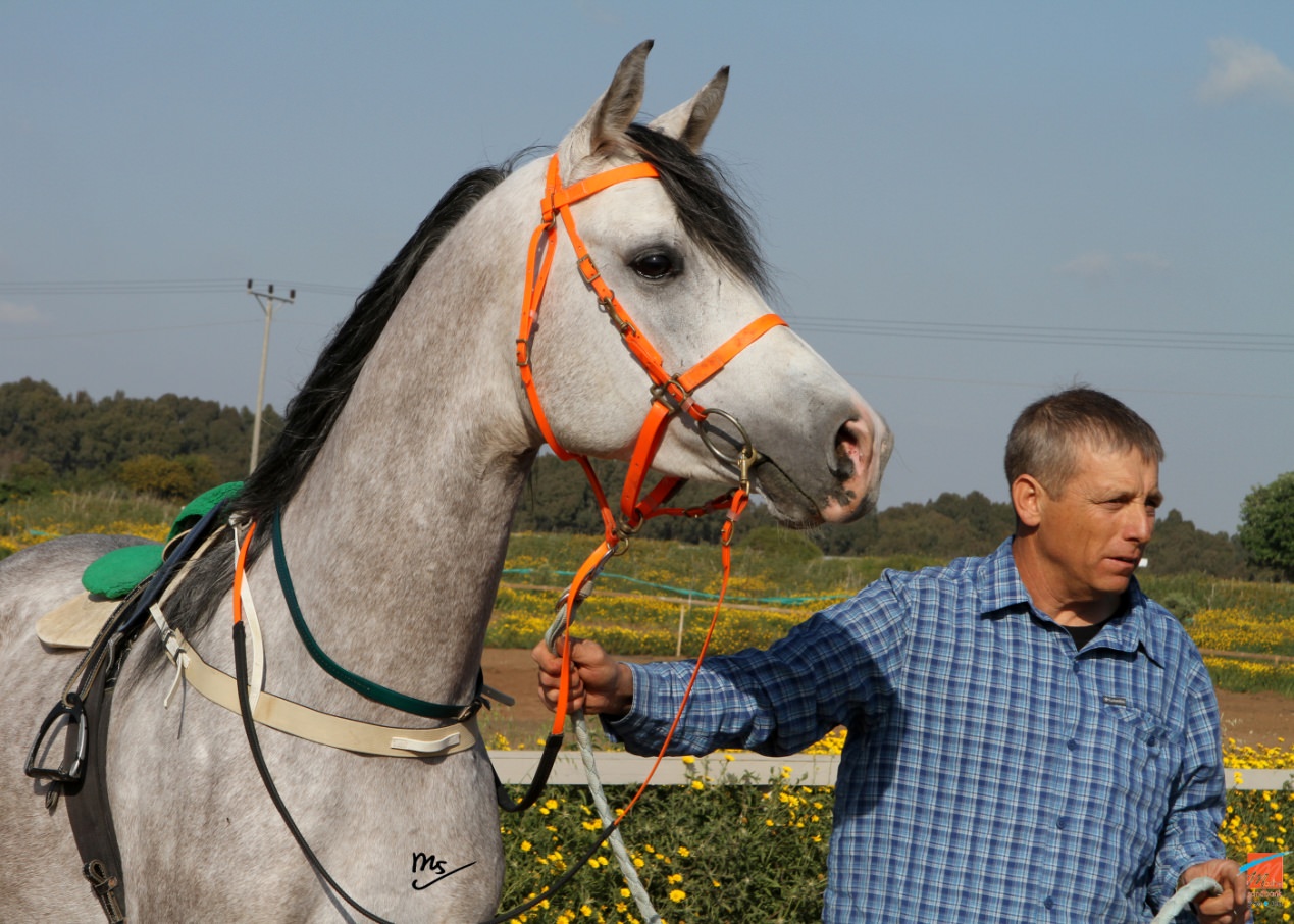 Rideferie Israel