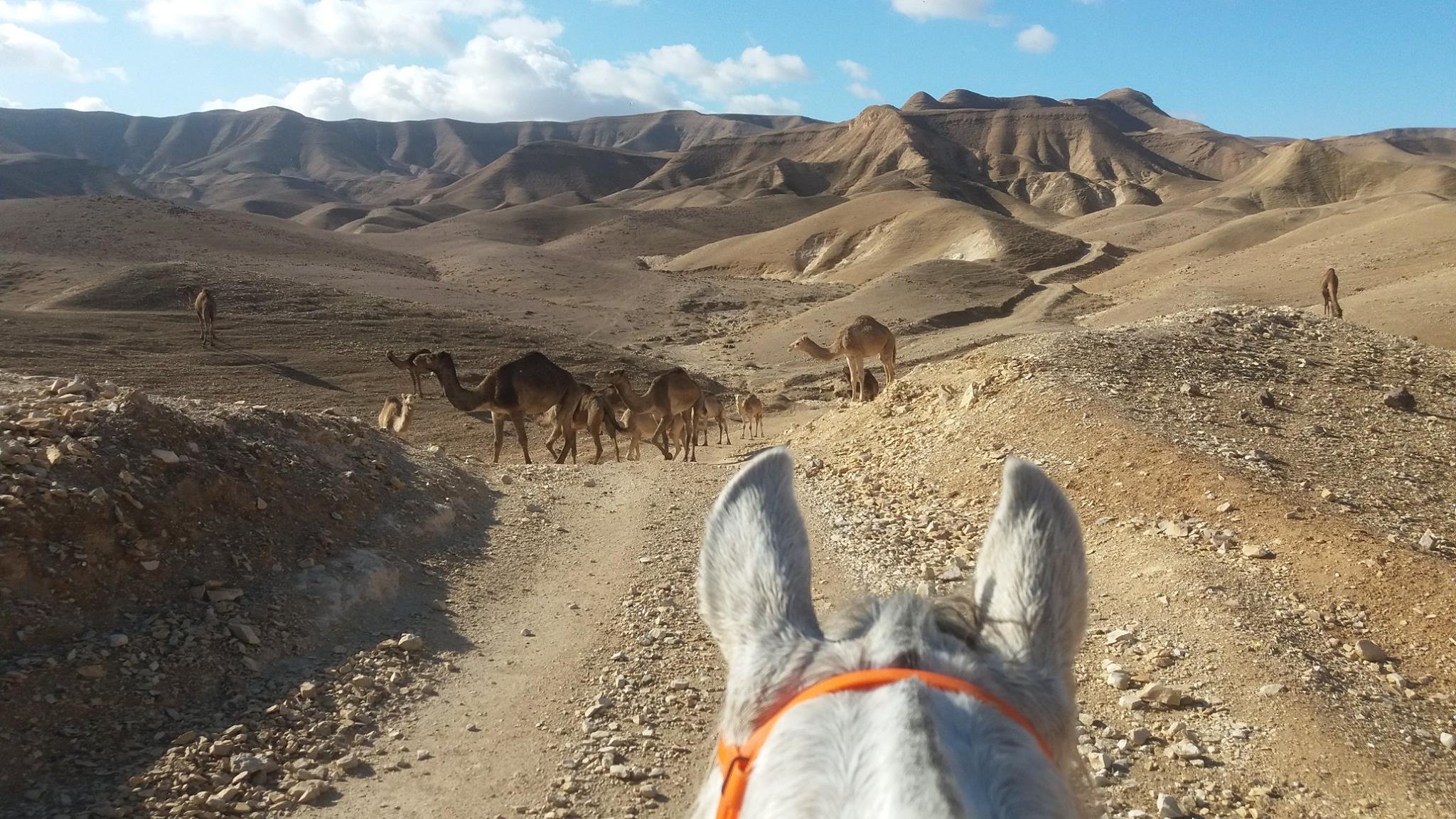 Rideferie Israel