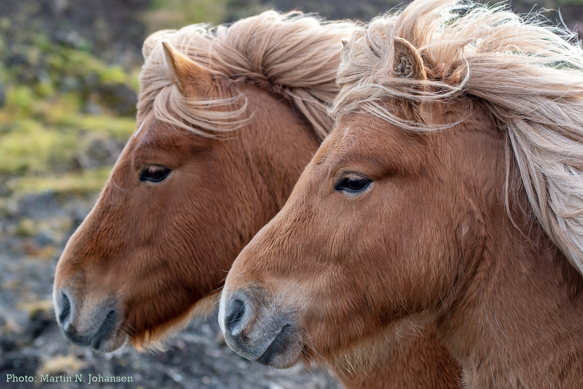 Færøsk hest