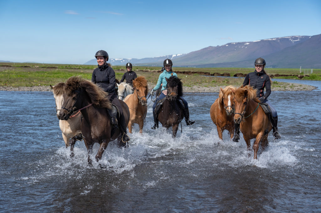 Islandsk Hest