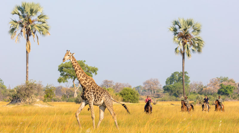 Rideferie Afrika