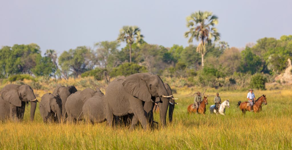 Rideferie Afrika