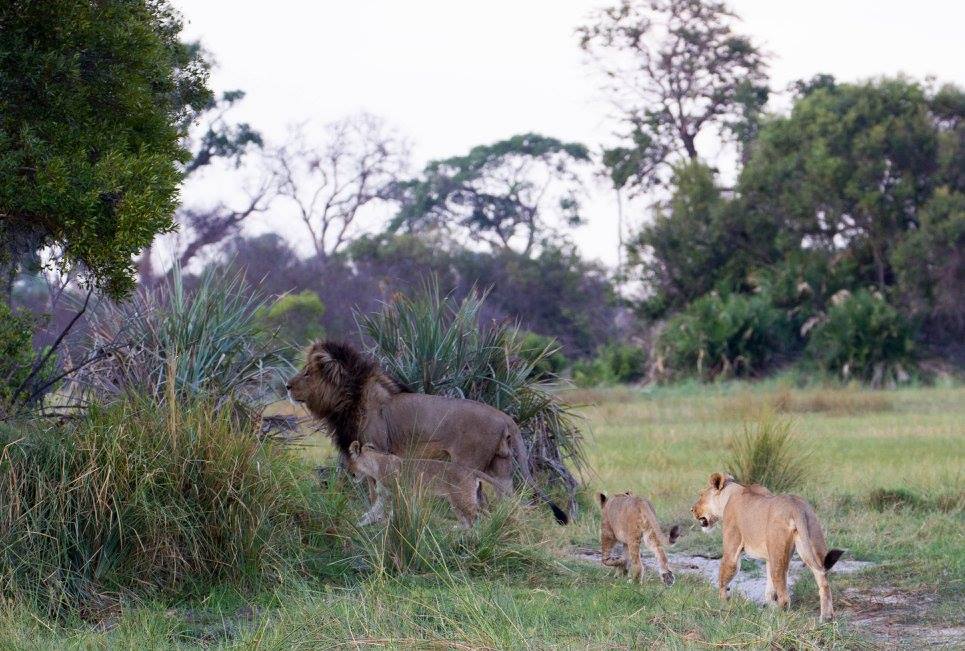 Rideferie Afrika