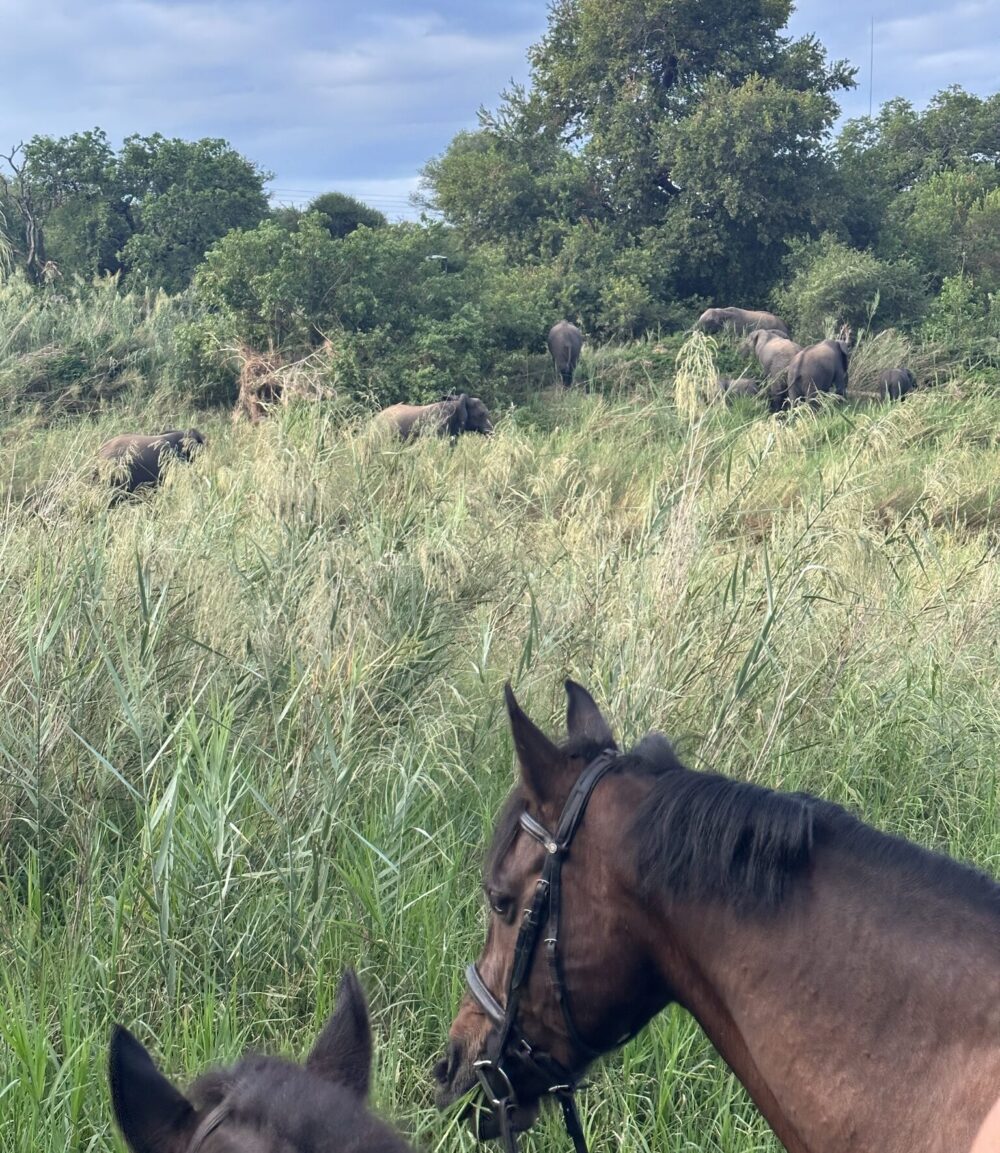 Rideferie Afrika